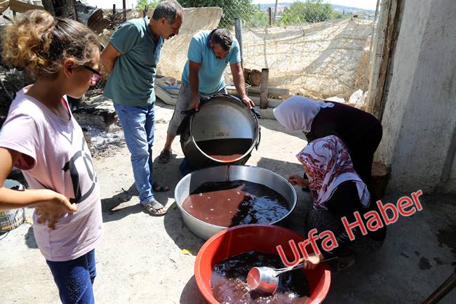 Urfa'da pekmez zamanı başladı