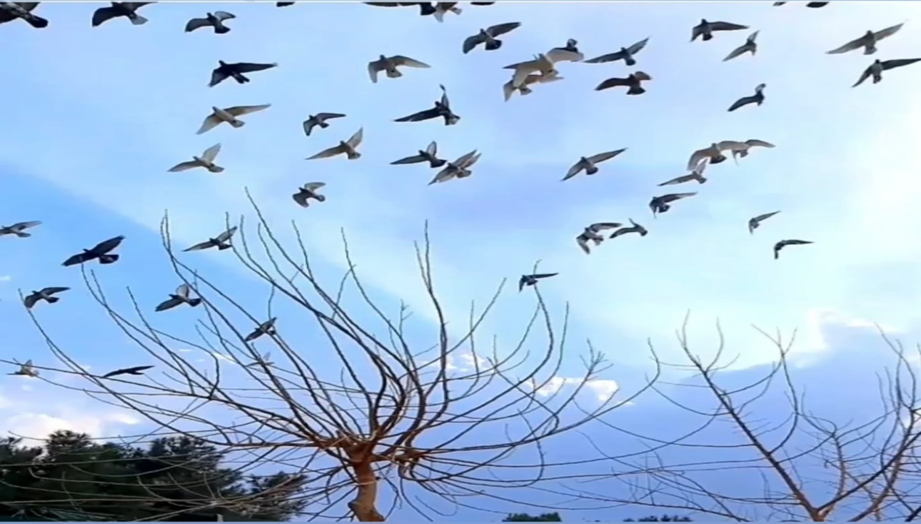 <p>Şanlıurfa'nın Gökyüzünde  Uçan Efsane Güvercinleri, Kadrajıma Böyle  yansıdı.</p>

<p> </p>

<p>Fotoğraf: Berat GÜNEŞ</p>