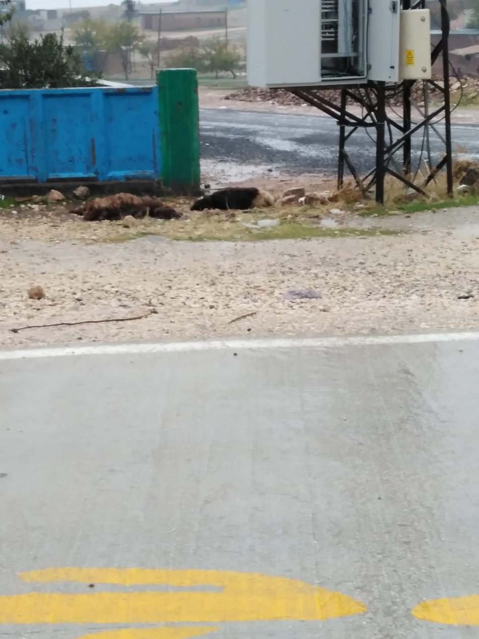 DEDAŞ'ın ilgisizliği can aldı