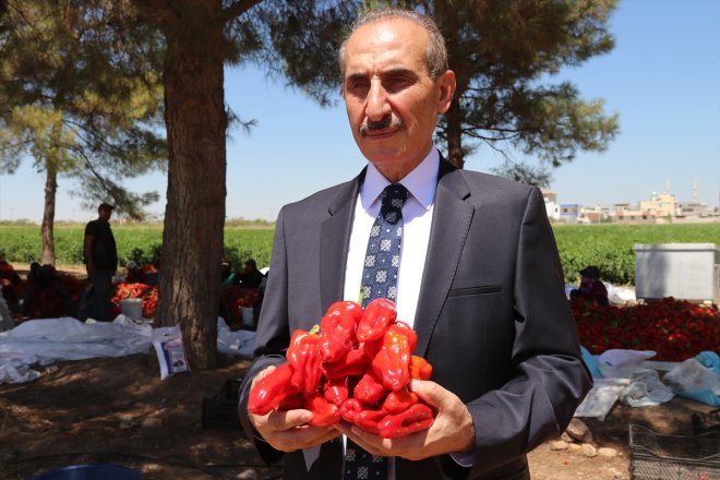 Ekmeklerini ''acıdan'' çıkarıyorlar