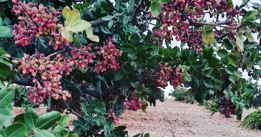Urfada üretilen gübre Fıstıkçıların favorisi oldu