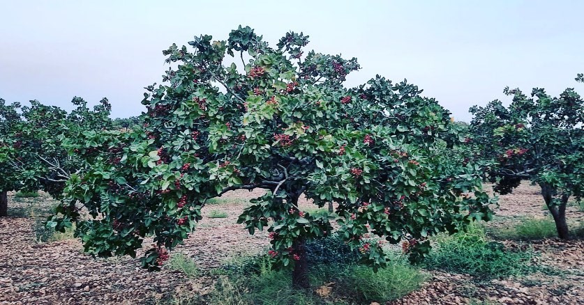 Urfada üretilen gübre Fıstıkçıların favorisi oldu
