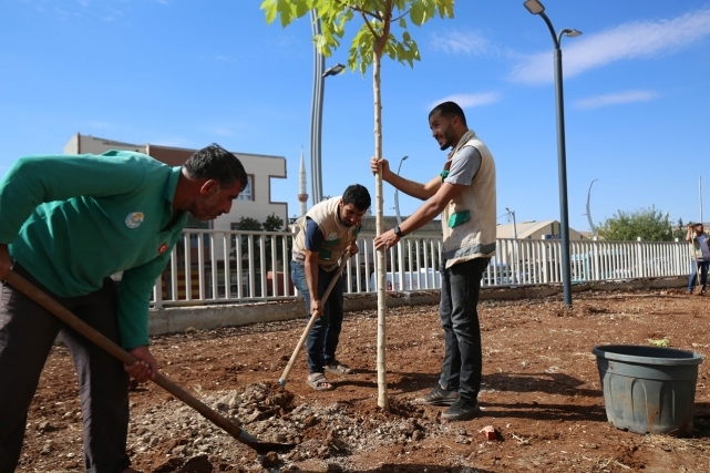 Haliliye'de "Yeşilin Kalbi" İçin Hummalı Çalışma