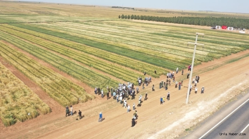 TİGEM’DEN BÖLGE ÇİFTÇİSİNİ UMUTLANDIRAN PROJE