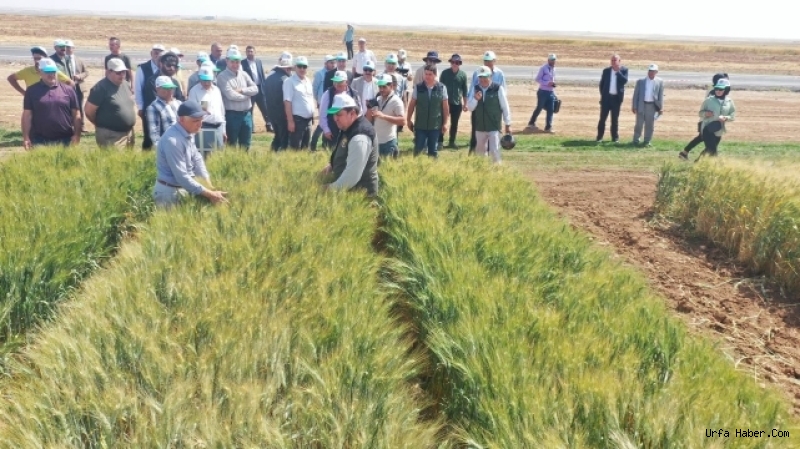 TİGEM’DEN BÖLGE ÇİFTÇİSİNİ UMUTLANDIRAN PROJE