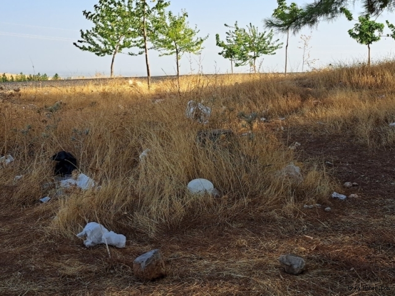 ŞANLIURFA'DA KURBAN BAYRAMI PİKNİKLERİ ÇEVRE KİRLİLİĞİNE YOL AÇTI