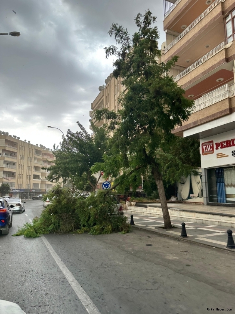 ŞANLIURFA'DA TOZ BULUTLARIYLA GELEN ŞİDDETLİ FIRTINA HAYATI FELÇ ETTİ