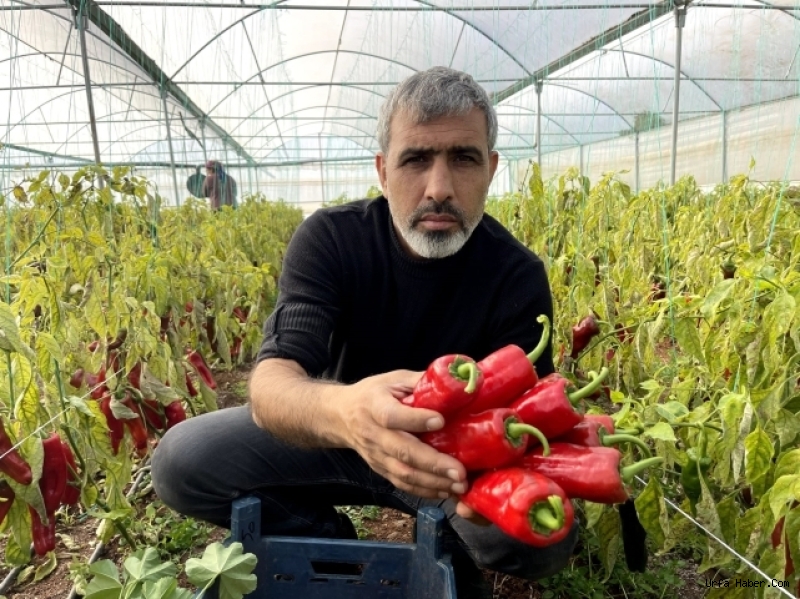ŞANLIURFA’DA SERACILIK ÇİFTÇİNİN UMUDU OLDU