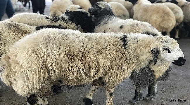 Urfa'da kurbanlıklar pazara indi
