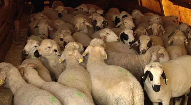 Kızılay'ın yurt dışı kurban bedeline 'döviz' zammı