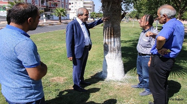 Şanlıurfa’da ağaç koruma çalışmaları