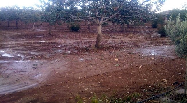 Şanlıurfa’da dolu fıstık ağaçlarını vurdu