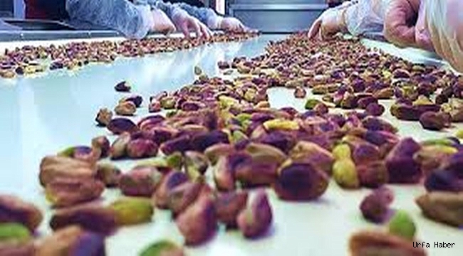 Fıstığın kilosu 118 lira oldu