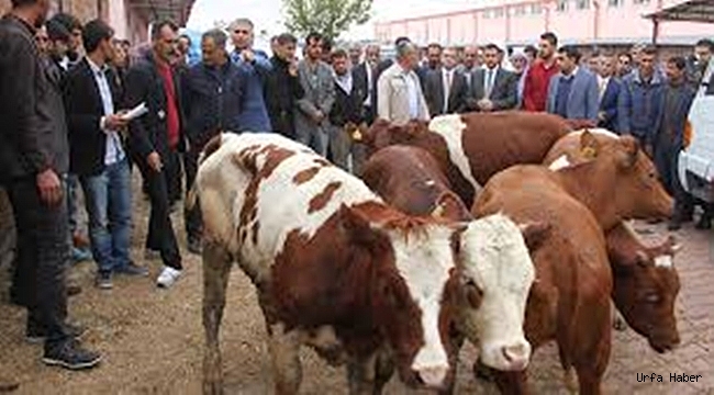 Genç çiftçilere 60 büyükbaş hayvan verildi
