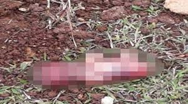 Şanlıurfa'da parkta cenin bulundu