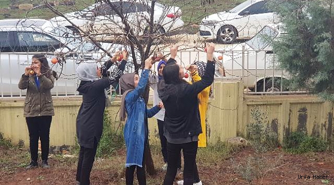 Kuşlar için ağaçları elmalarla donattılar
