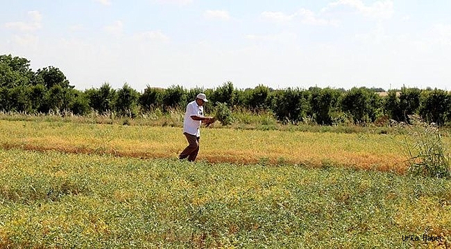 GAP'ta 'teknolojik tarım' atağı