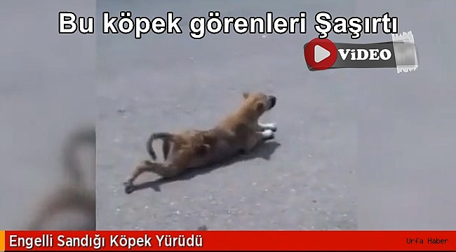 Engelli sandığı köpek yürüdü