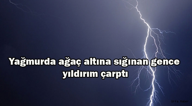Sığındığı ağaca yıldırım düşen kişi ağır yaralandı