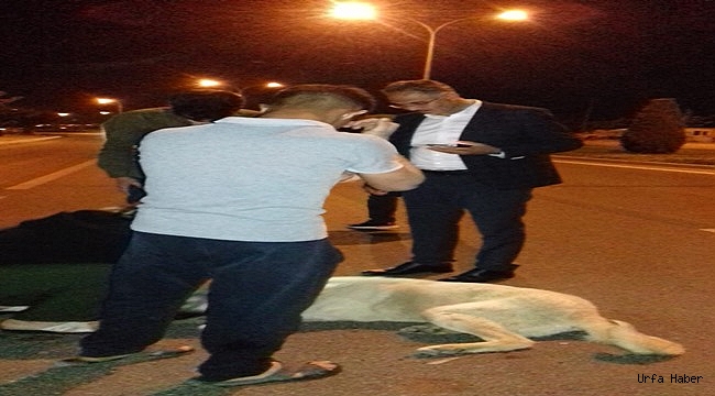 Eyyübiye Belediye Başkanı Kuş'tan yaralı köpeğe yardım