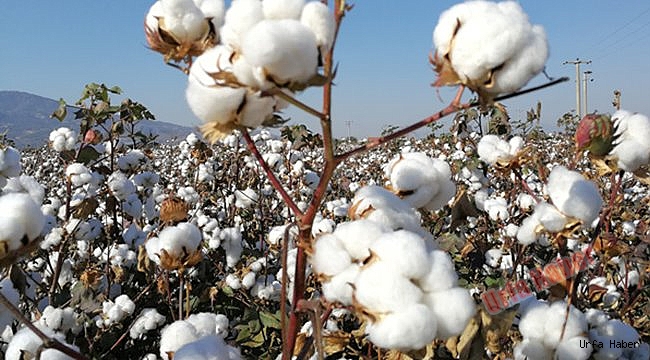 Urfa'da Preseli Pamuk 10,80 liradan satıldı