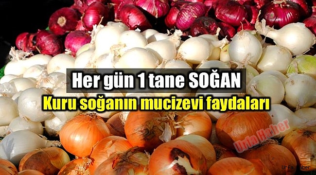 Doğal Antibiyotik: SOĞAN