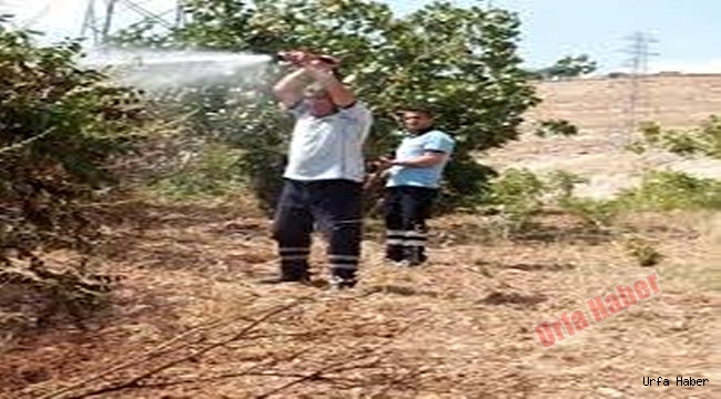 fıstık bahçelerinde yangın