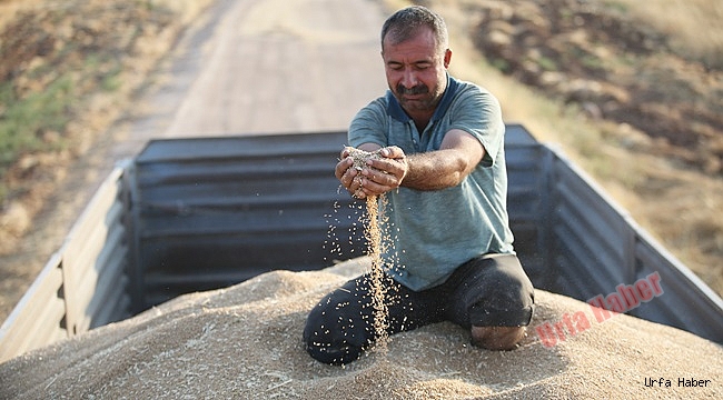 Urfa Buğdayına Yurtdışı İlgisi