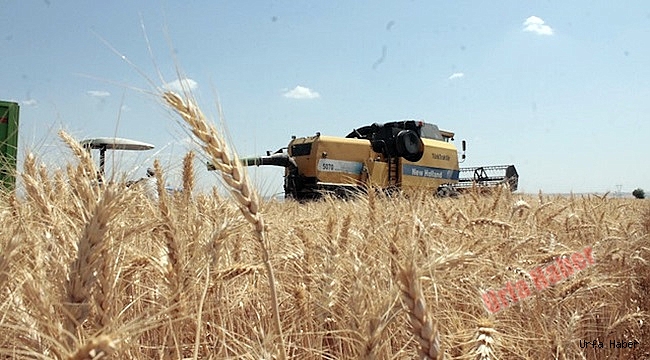 Urfa'da Buğday 1,78 Liradan Satıldı