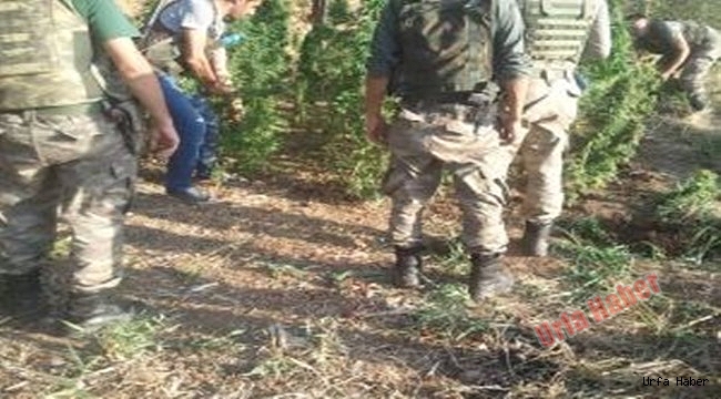uyuşturucu operasyonu