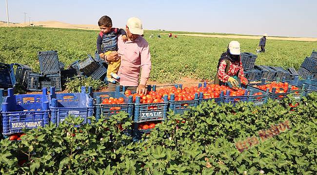 Harran Ovası GAP ile ihya oldu