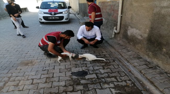 Ceylanpınar Belediyesinden sokak hayvanlarına mama desteği