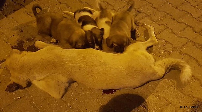 Viraşehir’de Köpek Katliamı Yapıldı İddiası