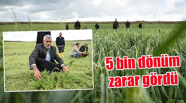 Urfa'da Dolu yağışı tarım arazilerini vurdu