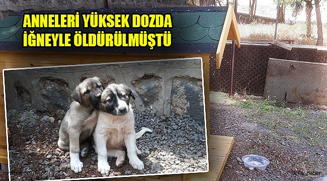 Yavru köpeklere kaymakam sahip çıktı