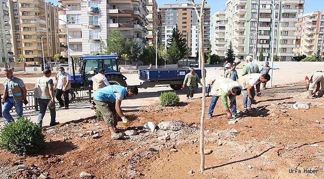 Haliliye'de Yeni Parkların Ağaçlandırılması Sürüyor.