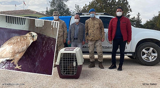 Şanlıurfa'da kızıl şahin tedavi altına alındı