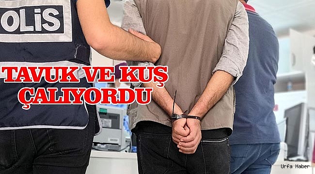 Kümes hırsızı yakalandı!