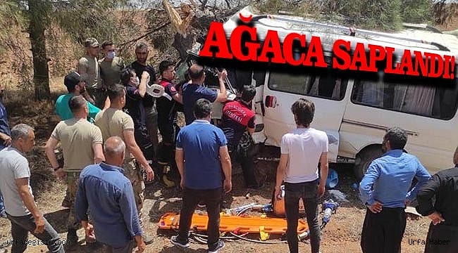 Minibüs ağaca çarptı! Sürücü yaralandı