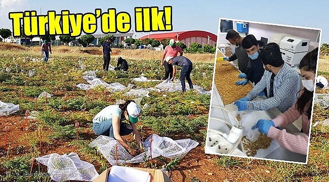 Şanlıurfa'da nohut gen bankası oluşturuldu