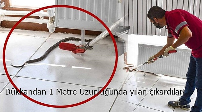 Dükkandan 1 metre uzunluğunda yılan çıkardılar!