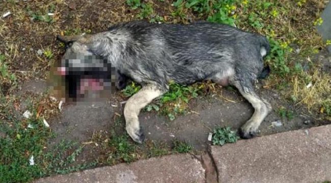 Bir vahşet! Parkta, gözleri oyulmuş ölü köpek bulundu
