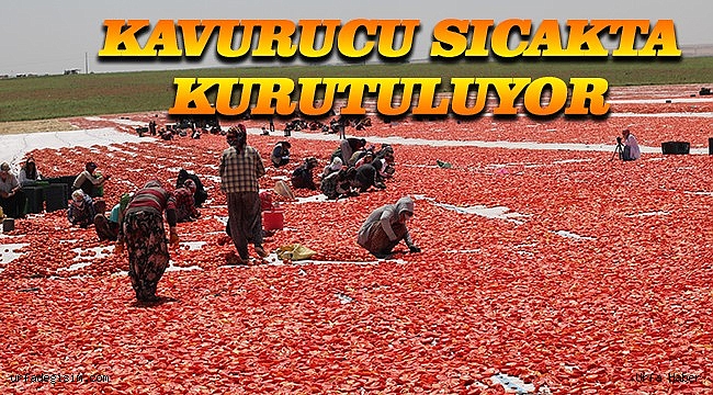 Şanlıurfa'nın Domatesi Dünyanın Sofrasına Ulaşıyor!