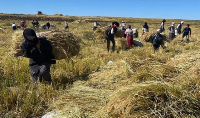 Karacadağ Pirincinde Hasat zamanı