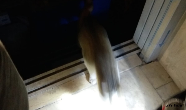  Urfa’da asansör boşluğuna düşen kedi kurtarıldı
