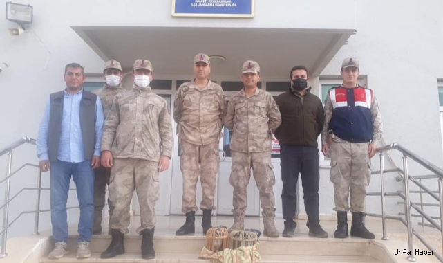 Urfa’da kınalı keklikler güvende