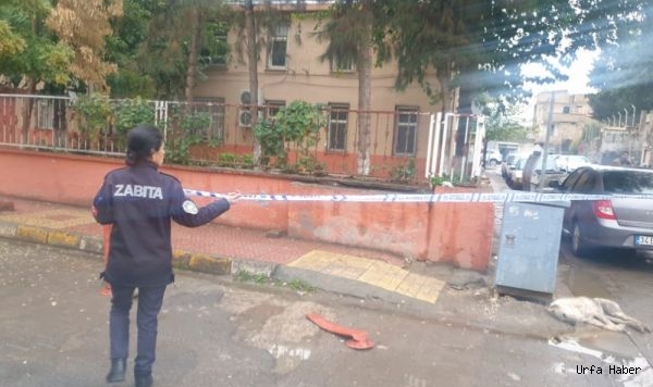 Urfa'nın ilçesinde tehlike saçıyor: Bir köpek telef oldu!