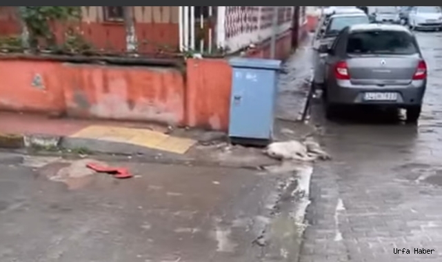  Viranşehir'de elektrik panosu tehlike saçıyor: 1 köpek akıma kapıldı!