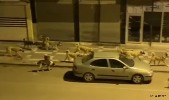 Ceylanpınar’da köpekler korku salıyor!