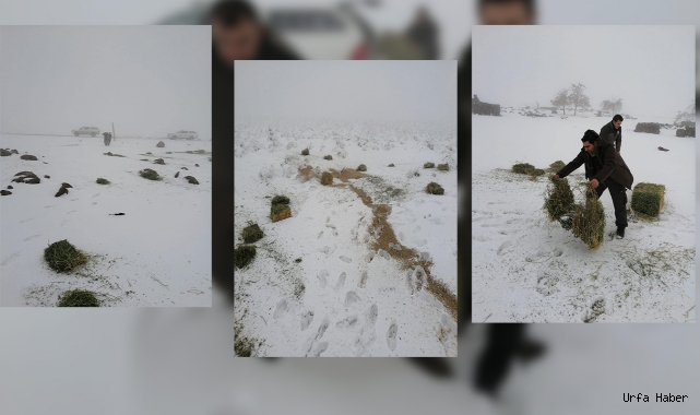  Siverek'te yaban hayvanları unutulmadı